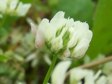 Trifolium nigrescens, Medicago lupulina, Trifolium campestre